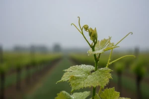 Zaštita vinove loze