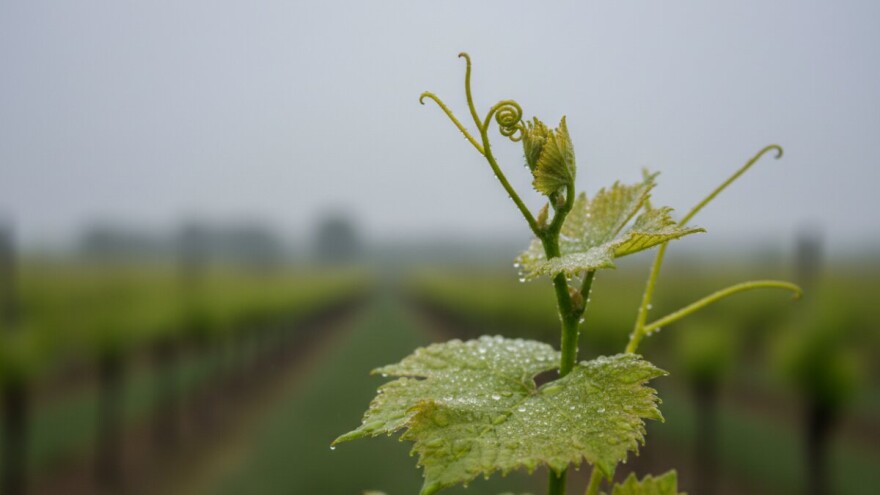 Zaštita vinove loze