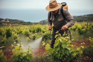 Zaštita vinove loze