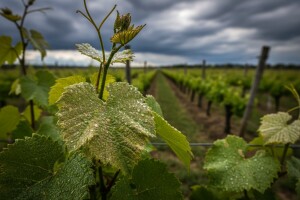 Zaštita vinove loze
