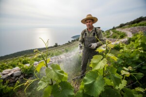 Zaštita vinove loze