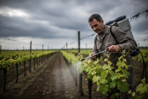 Zaštita vinove loze