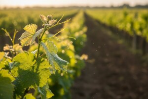 Zaštita vinove loze