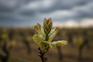 Zaštita vinove loze