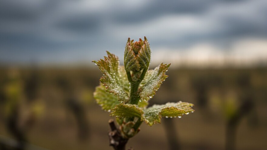 Zaštita vinove loze