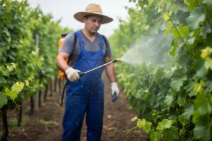 Zaštita vinove loze