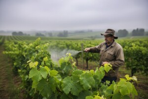 Zaštita vinove loze