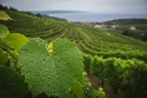 Zaštita vinove loze