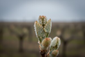 Zaštita vinove loze