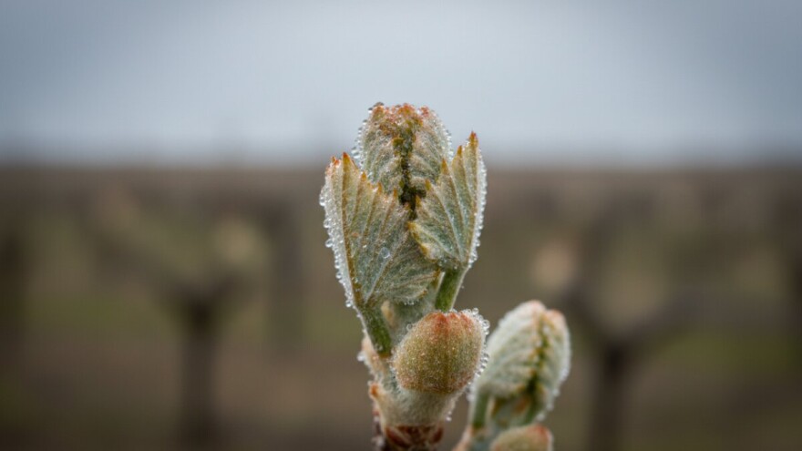 Zaštita vinove loze