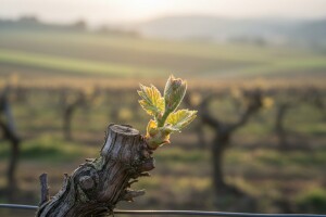 Zaštita vinove loze