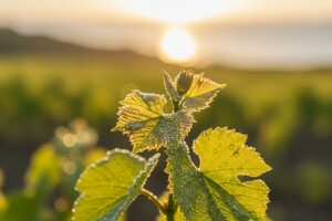 Zaštita vinove loze