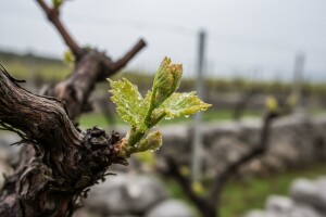 Zaštita vinove loze