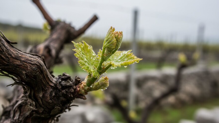 Zaštita vinove loze