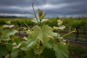 Zaštita vinove loze