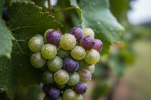 Zaštita vinove loze i bobica grožđa