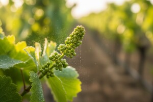 Zaštita vinove loze nakon cvatnje