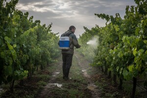 Zaštita vinove loze nakon oborina