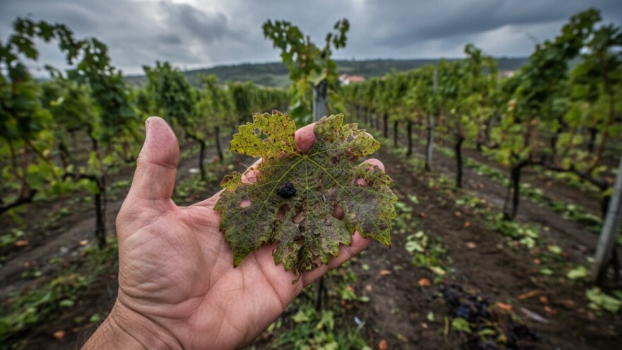 Zaštita vinove loze nakon tuče