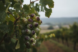 Zaštita vinove loze nakon tuče