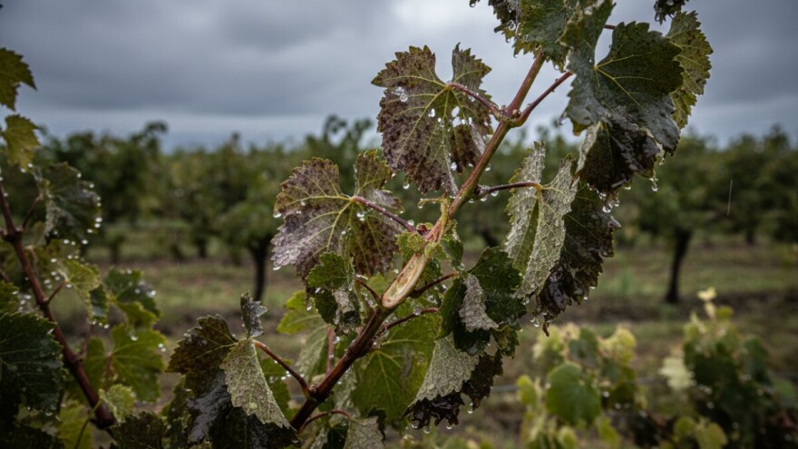 Zaštita vinove loze nakon tuče