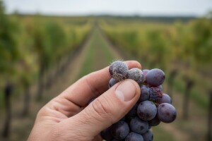 Zaštita vinove loze od botritisa