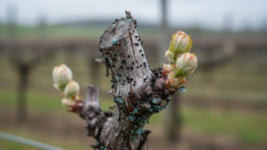Zaštita vinove  loze od crne pjegavosti