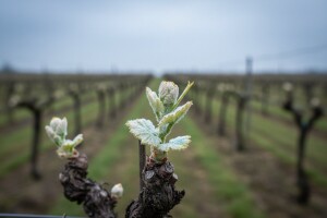 Zaštita vinove loze od crne pjegavosti