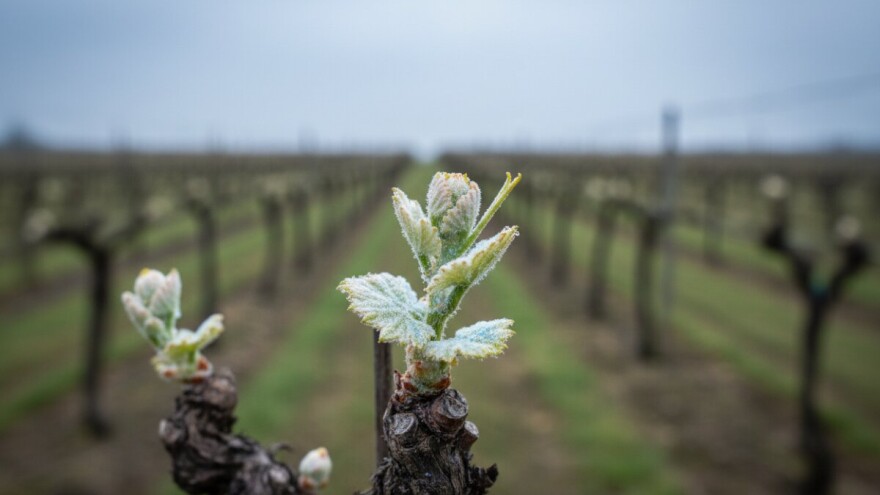Zaštita vinove loze od crne pjegavosti