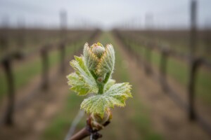 Zaštita vinove loze od crne pjegavosti