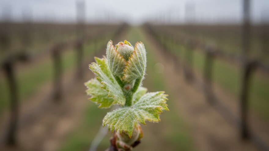 Zaštita vinove loze od crne pjegavosti