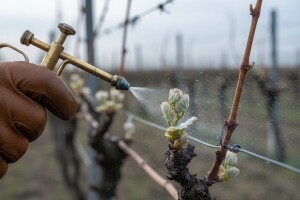 Zaštita vinove loze od crne pjegavosti