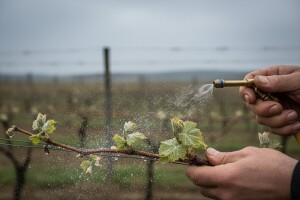 Zaštita vinove loze od crne pjegavosti