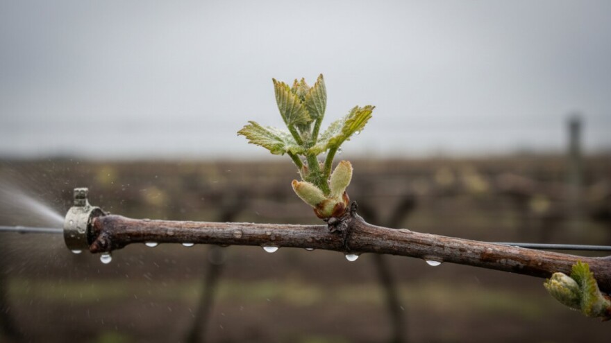 Zaštita vinove loze od crne pjegavosti