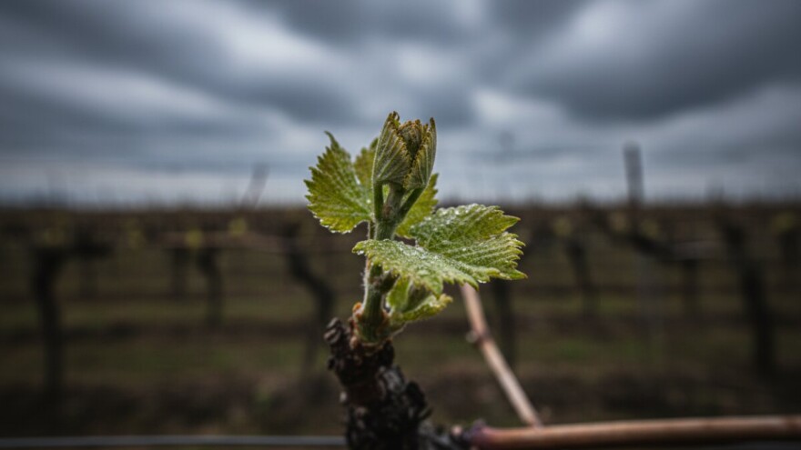 Zaštita vinove loze od crne pjegavosti