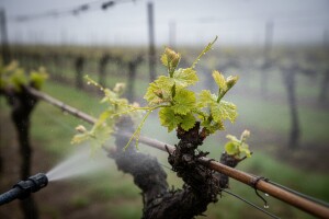 Zaštita vinove loze od crne pjegavosti