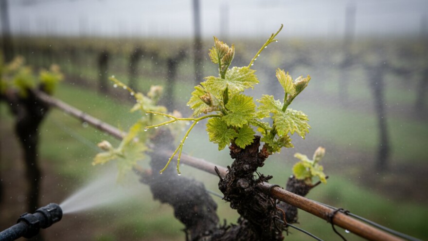 Zaštita vinove loze od crne pjegavosti