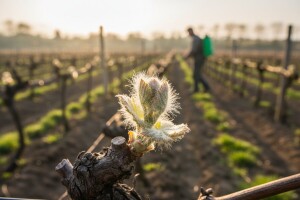 Zaštita vinove loze od crne pjegavosti