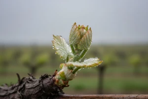 Zaštita vinove loze od crne pjegavosti