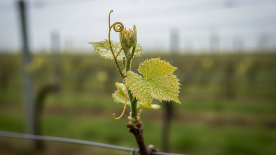 Zaštita vinove loze od crne pjegavosti