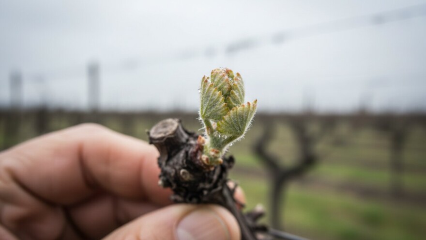 Zaštita vinove loze od crne pjegavosti