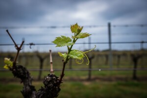 Zaštita vinove loze od crne pjegavosti