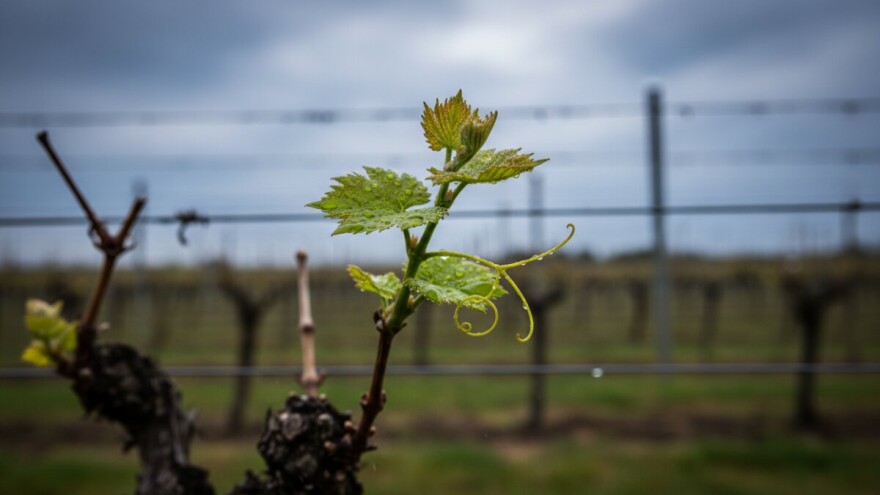 Zaštita vinove loze od crne pjegavosti