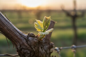 Zaštita vinove loze od crne pjegavosti i pepelnice