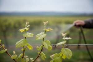 Zaštita vinove loze od crne pjegavosti i pepelnice