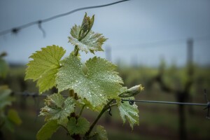 Zaštita vinove loze od crne pjegavosti i pepelnice