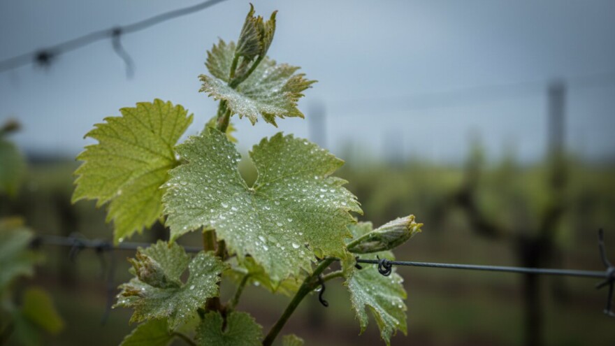 Zaštita vinove loze od crne pjegavosti i pepelnice