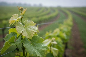 Zaštita vinove loze od crne pjegavosti i pepelnice