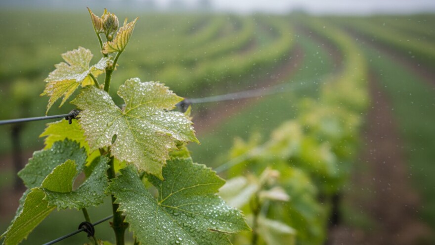 Zaštita vinove loze od crne pjegavosti i pepelnice