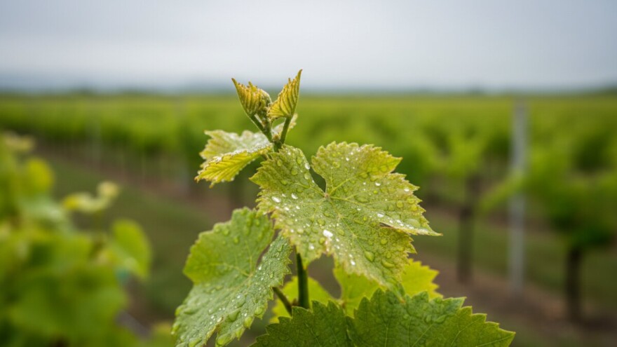 Zaštita vinove loze od crne pjegavosti i pepelnice